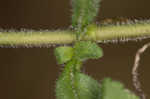 Common gypsyweed